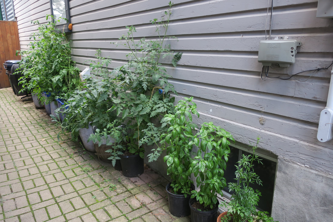 Blackberry Live 4 Plants Ark Freedom Four Plant 2"Pot Garden Outdoor Fruit Yard 
